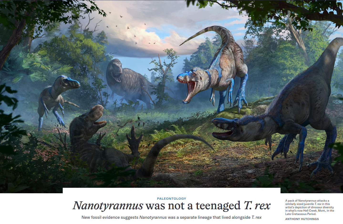 Wisdom nugget — Nanotyrannus